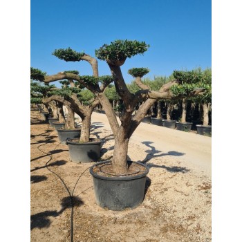 Olea plato tronco semi viejo 230/285 lt